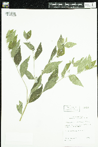 Lithospermum latifolium image