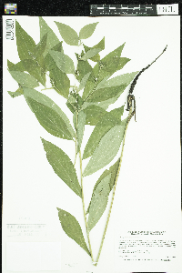 Lithospermum latifolium image