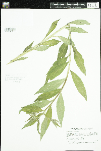 Lithospermum latifolium image