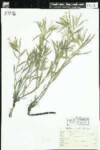 Lithospermum incisum image