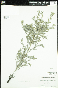 Lithospermum incisum image