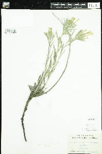 Lithospermum incisum image