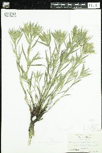 Lithospermum incisum image