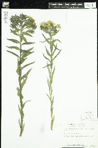 Lithospermum caroliniense image