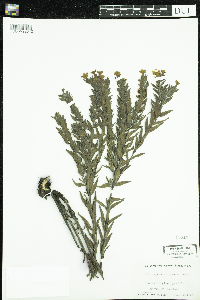 Lithospermum caroliniense image