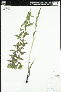 Lithospermum caroliniense image