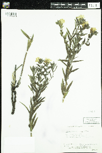Lithospermum caroliniense image