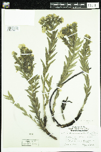 Lithospermum caroliniense image