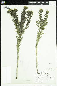 Lithospermum caroliniense image