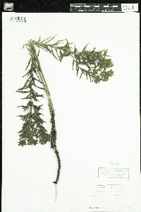 Lithospermum caroliniense image