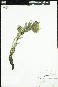 Lithospermum caroliniense image