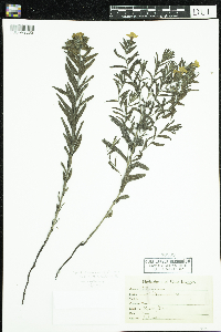 Lithospermum caroliniense image