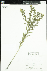 Lithospermum caroliniense image