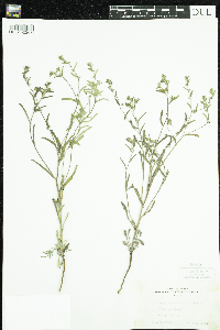 Lappula occidentalis var. occidentalis image