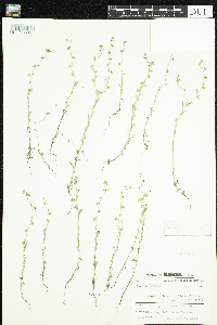 Lappula occidentalis var. occidentalis image