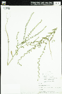 Lappula squarrosa image