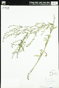 Lappula squarrosa image