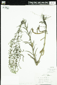 Lappula squarrosa image