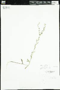 Lappula squarrosa image