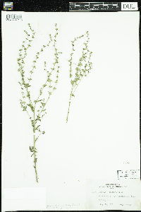 Lappula squarrosa image