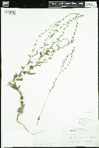 Lappula squarrosa image