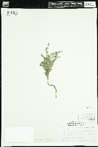 Lappula squarrosa image