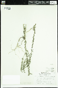 Lappula squarrosa image