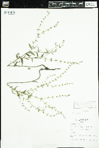 Lappula squarrosa image