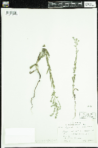 Lappula squarrosa image