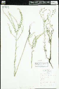 Lappula squarrosa image