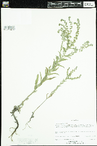 Lappula squarrosa image