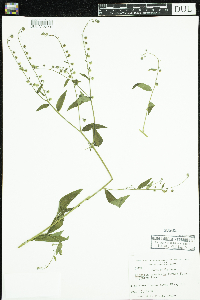 Hackelia deflexa var. americana image
