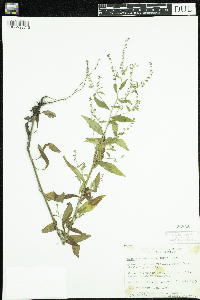 Hackelia deflexa image