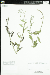 Hackelia deflexa image
