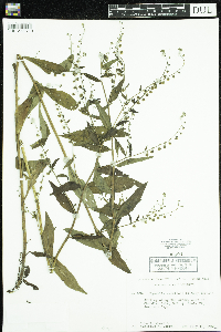 Hackelia deflexa image