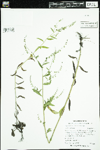 Hackelia deflexa image