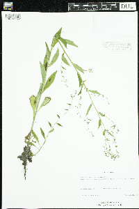 Hackelia deflexa image