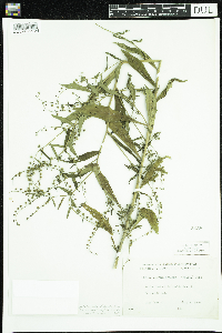 Hackelia deflexa image
