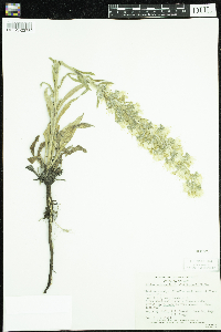 Echium vulgare image
