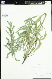 Echium vulgare image