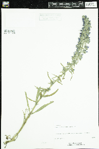 Echium vulgare image