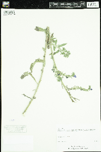 Echium vulgare image