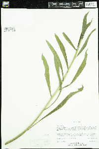 Echium vulgare image
