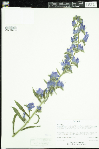 Echium vulgare image