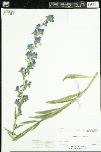 Echium vulgare image