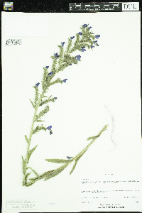 Echium vulgare image