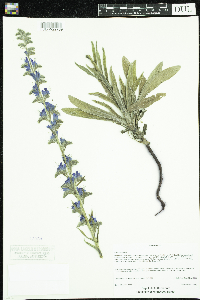 Echium vulgare image
