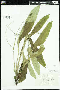 Cynoglossum virginianum var. boreale image