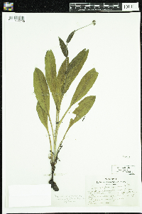 Cynoglossum virginianum var. boreale image