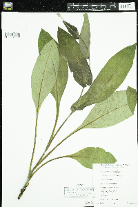 Cynoglossum virginianum var. boreale image
